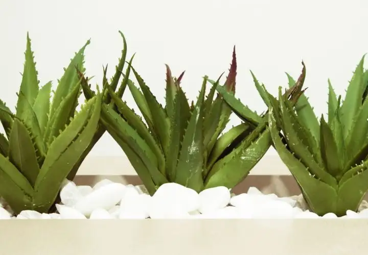 PRENDERSI CURA DELL’ALOE VERA