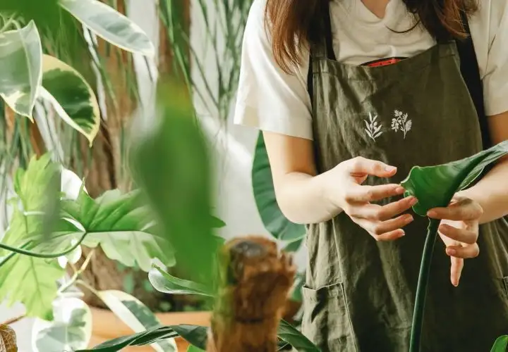 INDOOR GARDENING